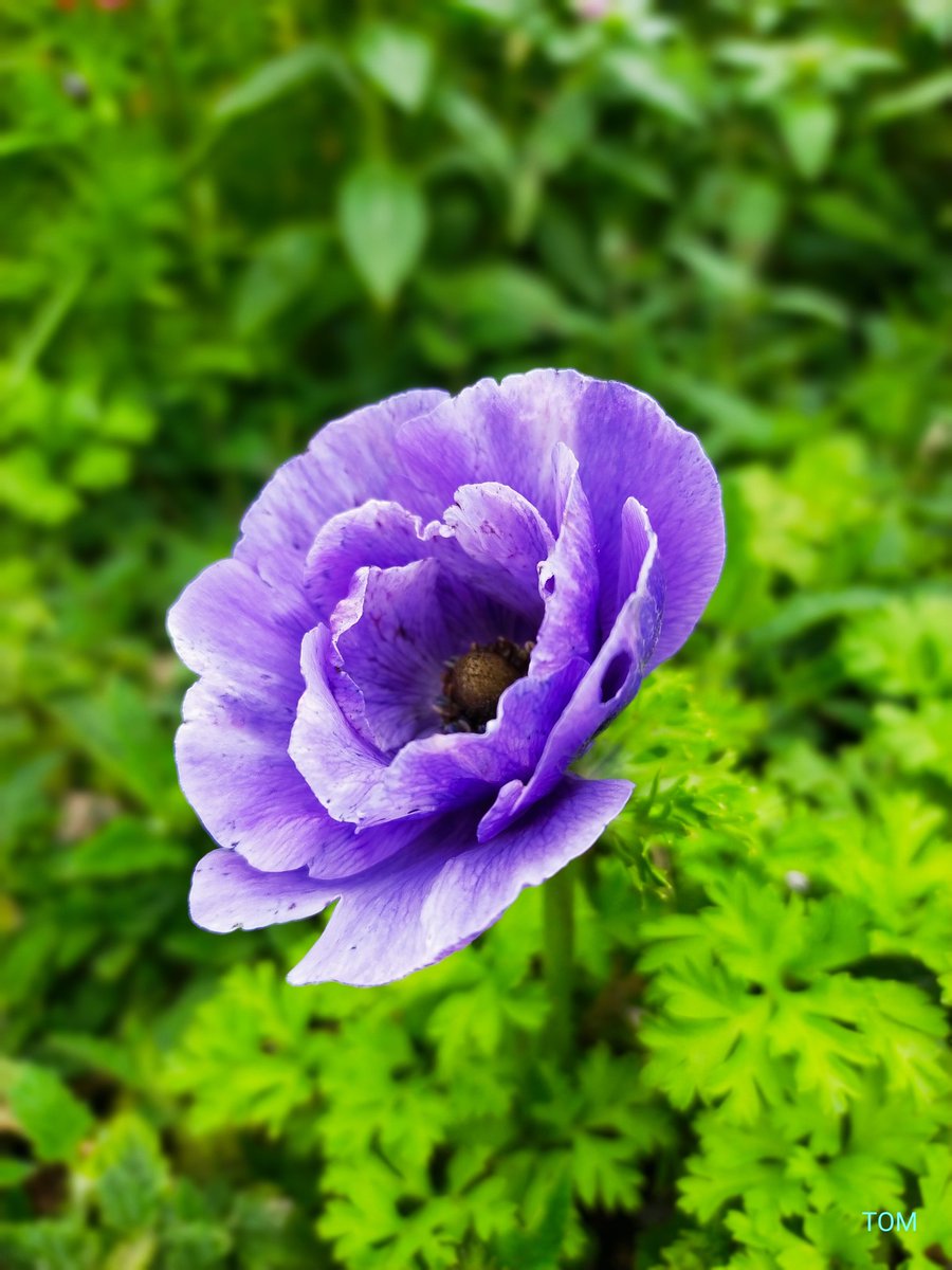 アネモネ半身像 ドラマチックな花よね。 アネモネ。 おはようございます。 良い1日に