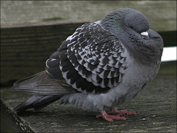a_london_pigeon's tweet image. With simple shrugs of the skin   
we adapt our feather system   
to cool us in the sweltering  
summer streets of Houston, 
or keep us snug 
in the 30-below-zero 
winter town squares   
of Ulaan Bataar #Mongolia