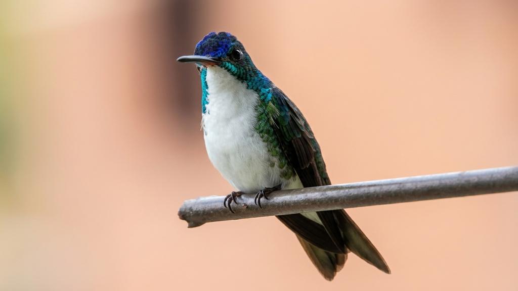 pepaposada's tweet photo. Colibrí esmeralda andino. Vereda la corrala. Caldas antioquia https://t.co/46p0AZXl8w