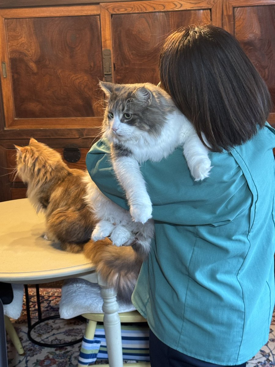 PORTA｜MaineCoon & Siberian (@pusuke44055134) / Posts / X