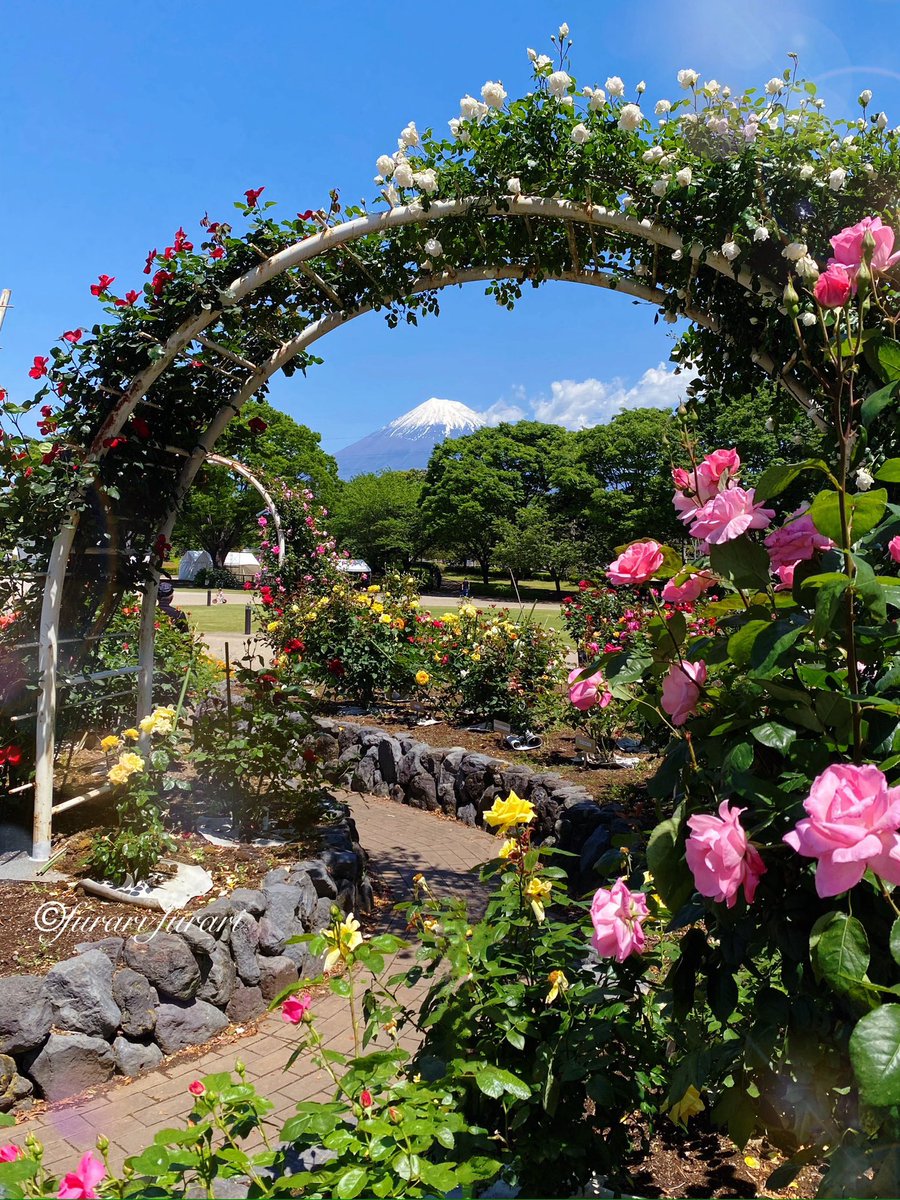 furarifu's tweet image. おはようございます🌹
　　　
　　　昨日は絶好調の富士山
　　　　いよいよ今年の
　　バラ巡りのスタートです。
皆さん、良い日曜日になります様に…

#富士山 #mtfuji #japan #バラ　#rose #photo #写真　#富士市