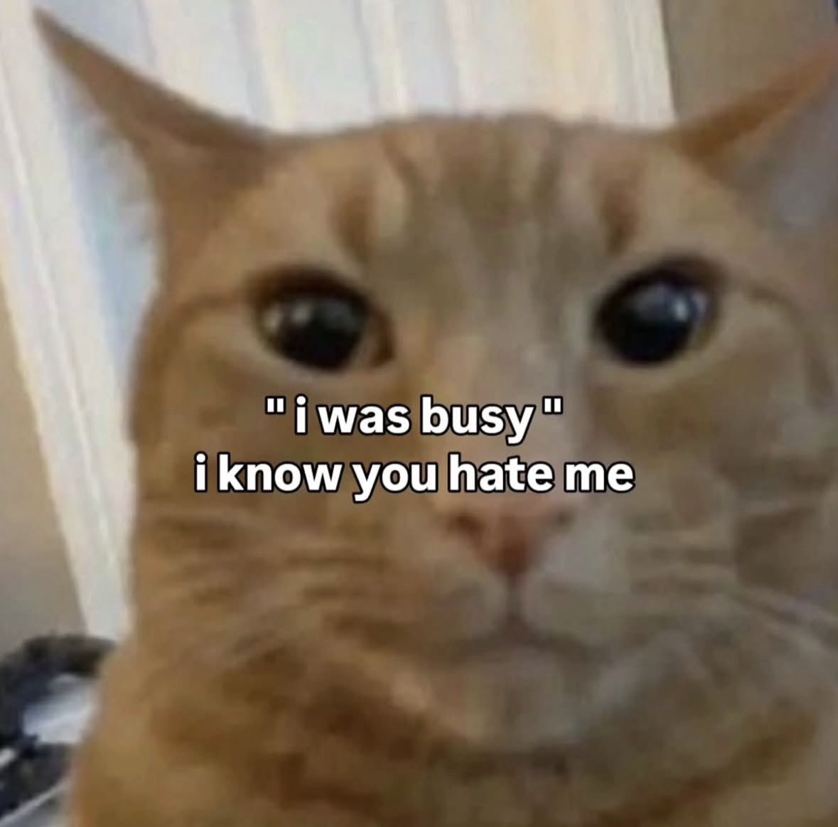 LiterallyMeCats tweet media