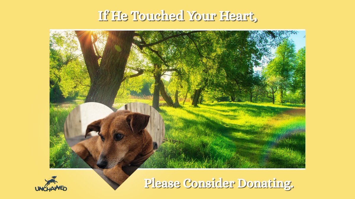 Unchained Dog Rescue tweet media