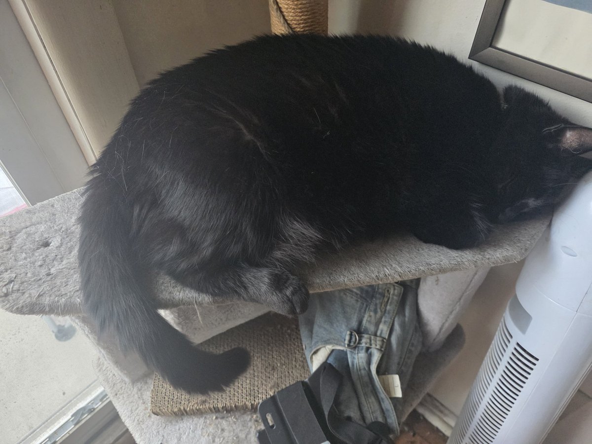 LlamaTerra85's tweet image. Nap time for the cats
#catsoftwitter
@RoseofFreedom