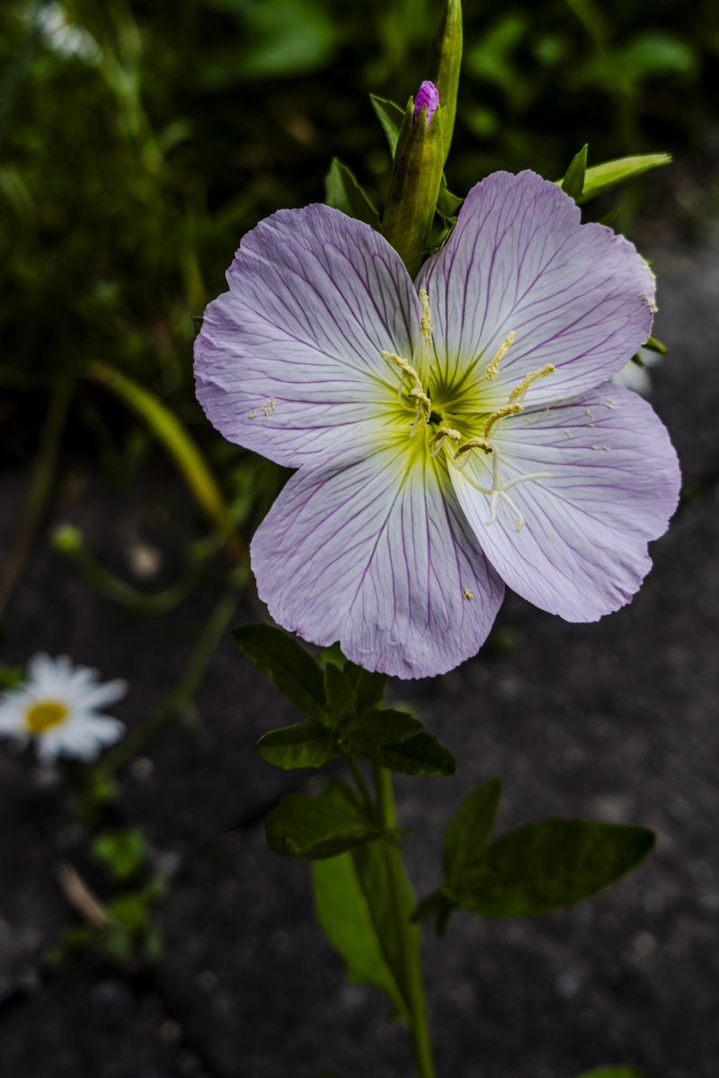 yatakaharu's tweet image. #sonyzv1 #dxopure #Lightroom