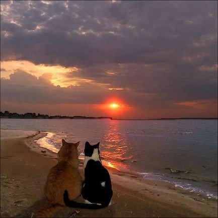 Miaw tweet media