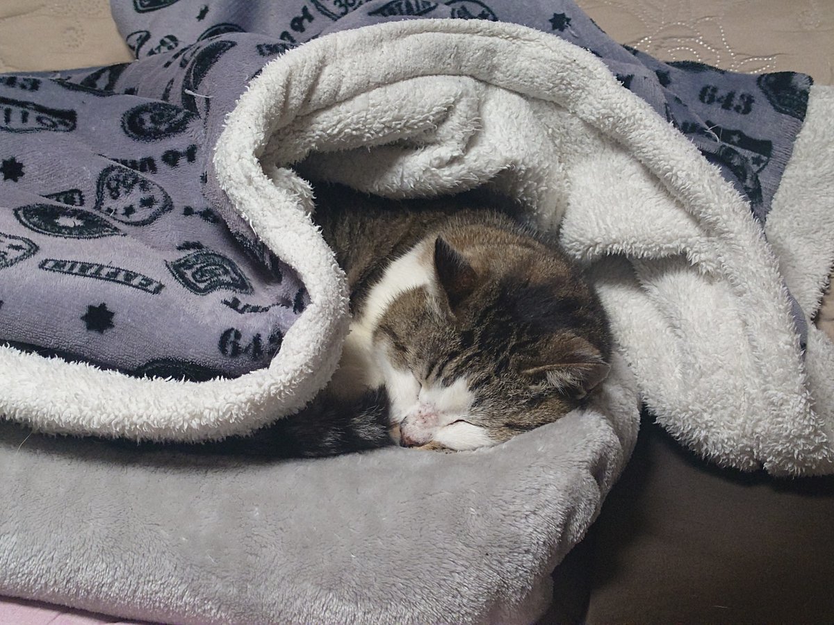 ayamori0420's tweet image. おはようございます
寒い朝　厳重に暖められるネッコ

#CatsOfTwitter