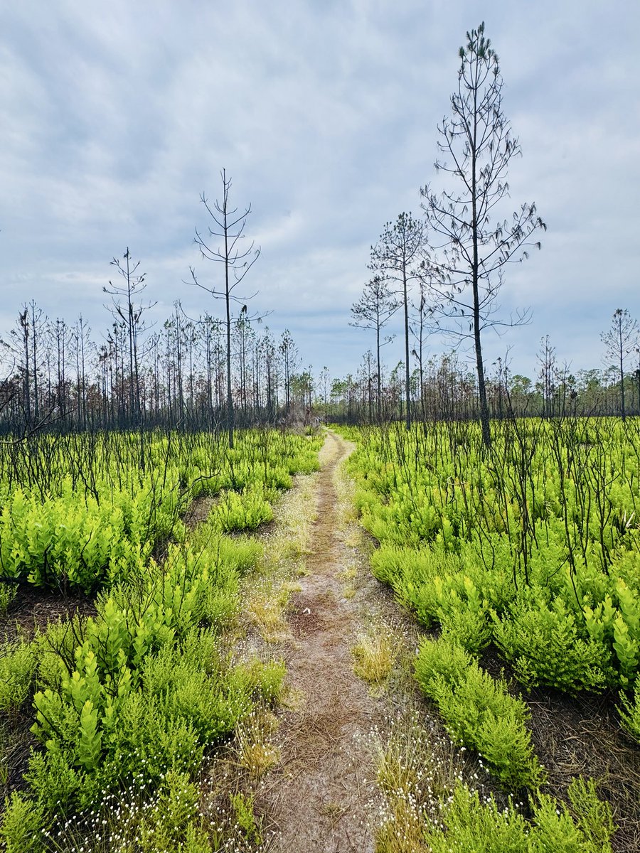 dolbyl's tweet image. “Wilderness is not a luxury but necessity of the human spirit.” –Edward Abbey 🥾
 #optoutside #getoutside #nature #NaturePhotography #lovefl #hikefl #hikeflorida #floridatrails #trailslikethese