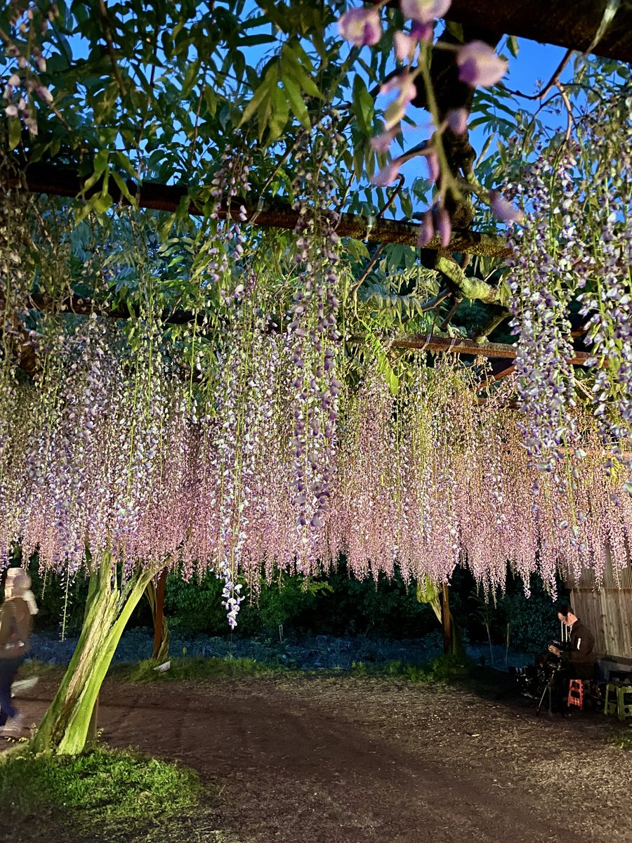wakejinja's tweet photo. ◆藤公園の開花状況◆

「散り始め」

藤公園は、5/4より無料開放されます
ライトアップは、5/3まで

#和気神社 #藤公園 #藤まつり #和気町 #御朱印 https://t.co/SKL6nJe2im