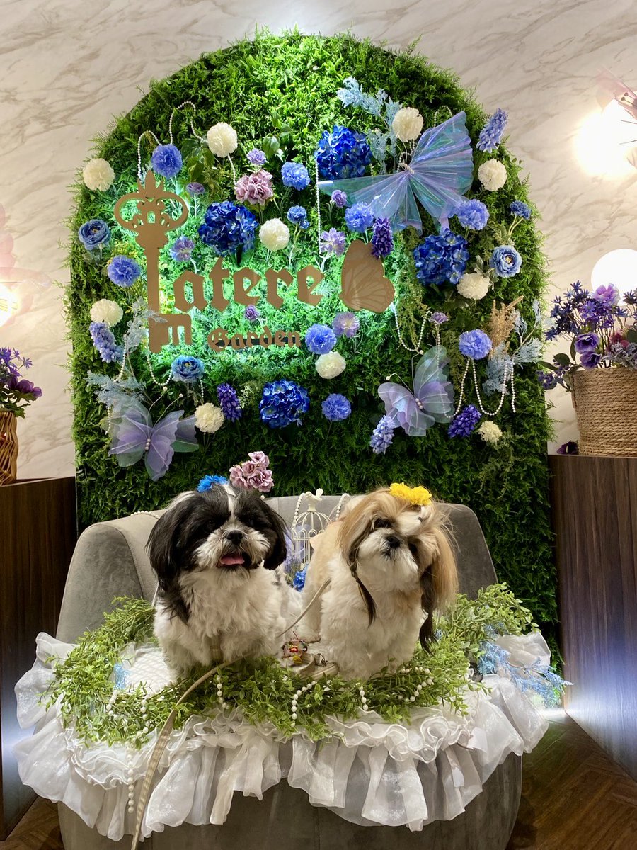 chikae_jyou's tweet photo. おはPure🐾

ビール＆テキーラ🐶🍺🌵
みんなでLatere Gardenさんに行ったよ🐾

素敵な空間。
お料理も👍👍👍
ワンコ達も人間達も大満足🐾

Pure Pure〜♪

#愛犬
#ワンコ
#シーズー犬
#dog
#LatereGarden https://t.co/sHxyzN2WxT