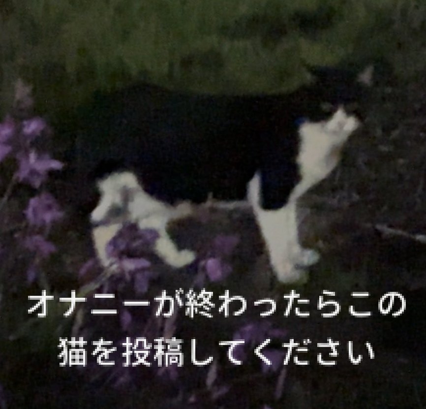 ゆぴてる＠Quest3sゲットだぜ！ tweet media