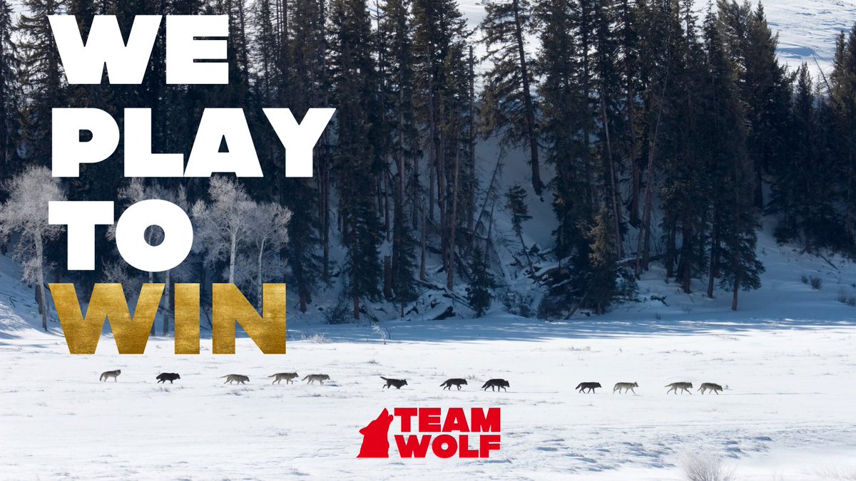 Team Wolf tweet media