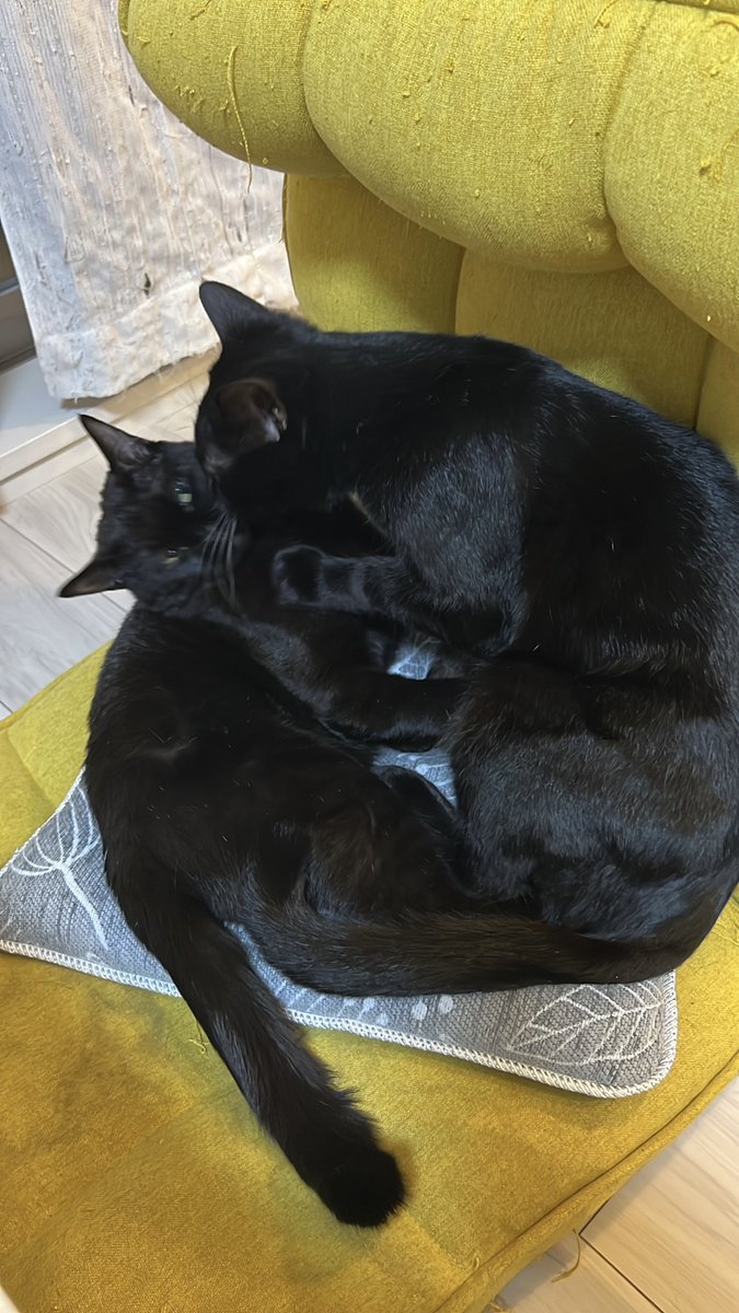 黒猫おはぎ🐈‍⬛林遊眠@劇団ショウダウン tweet media