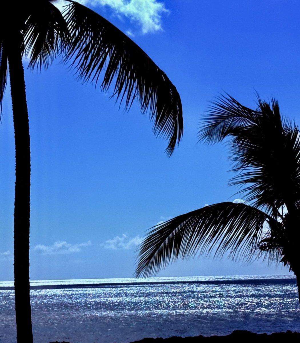 s_westerly's tweet image. Palm Trees against the late afternoon sky at the Ocean       #Palm #Trees #Ocean