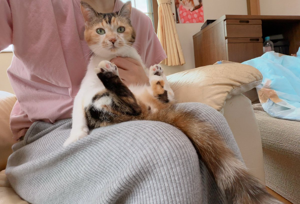 Post by あめちゃん🐱 on X: 🐱