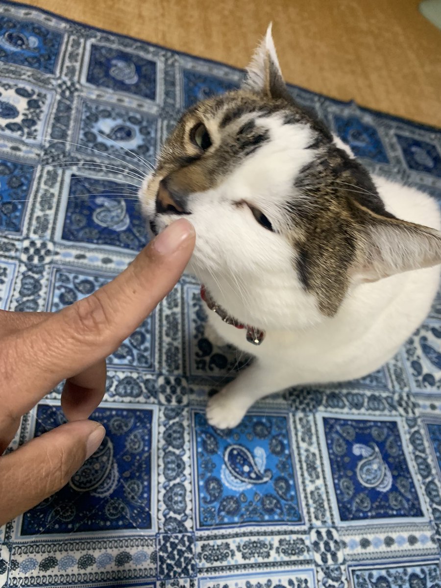 ミニカレー (五十代雄介) tweet media