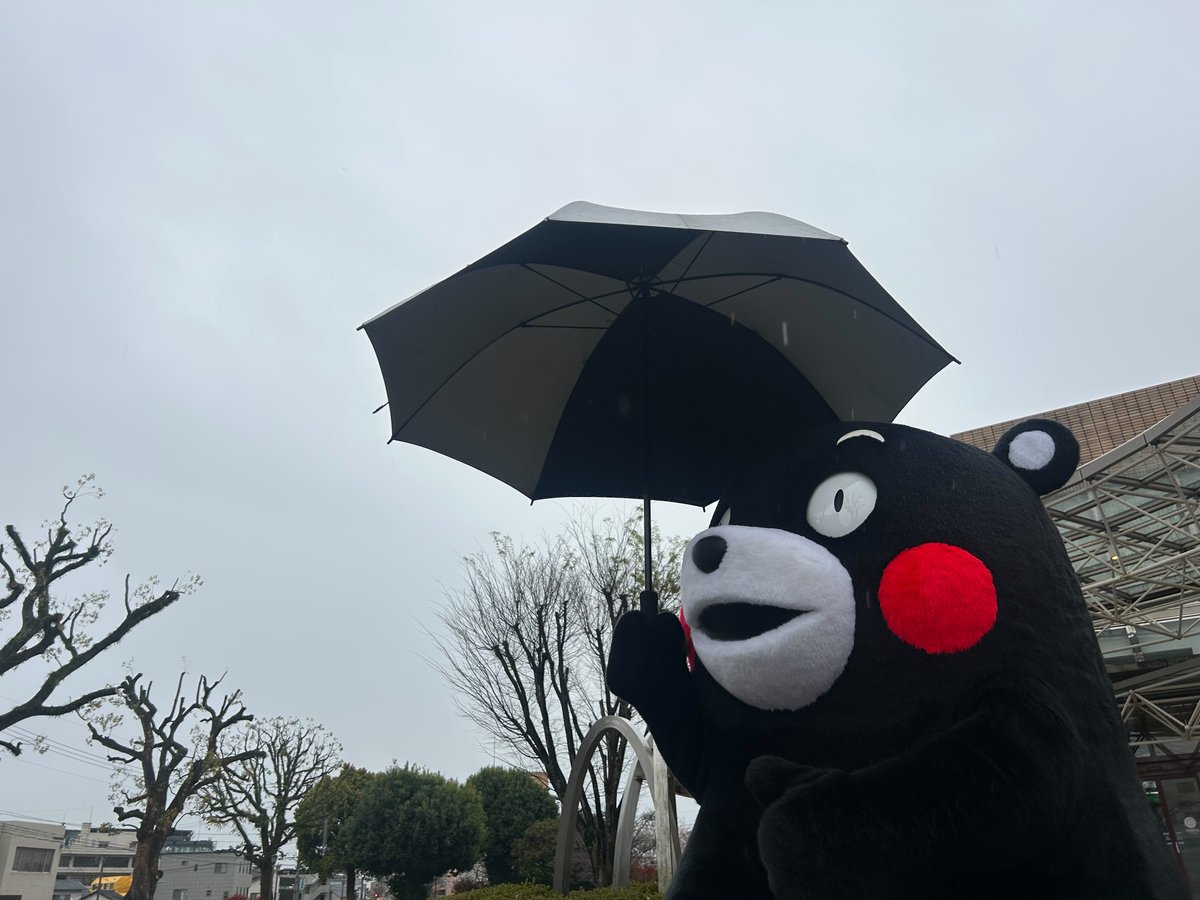 くまモン【公式】 tweet media