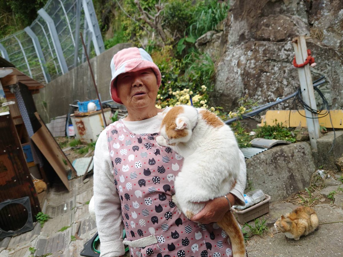 青島猫を支援する会-青島・島民15人猫100匹以上の島- tweet media
