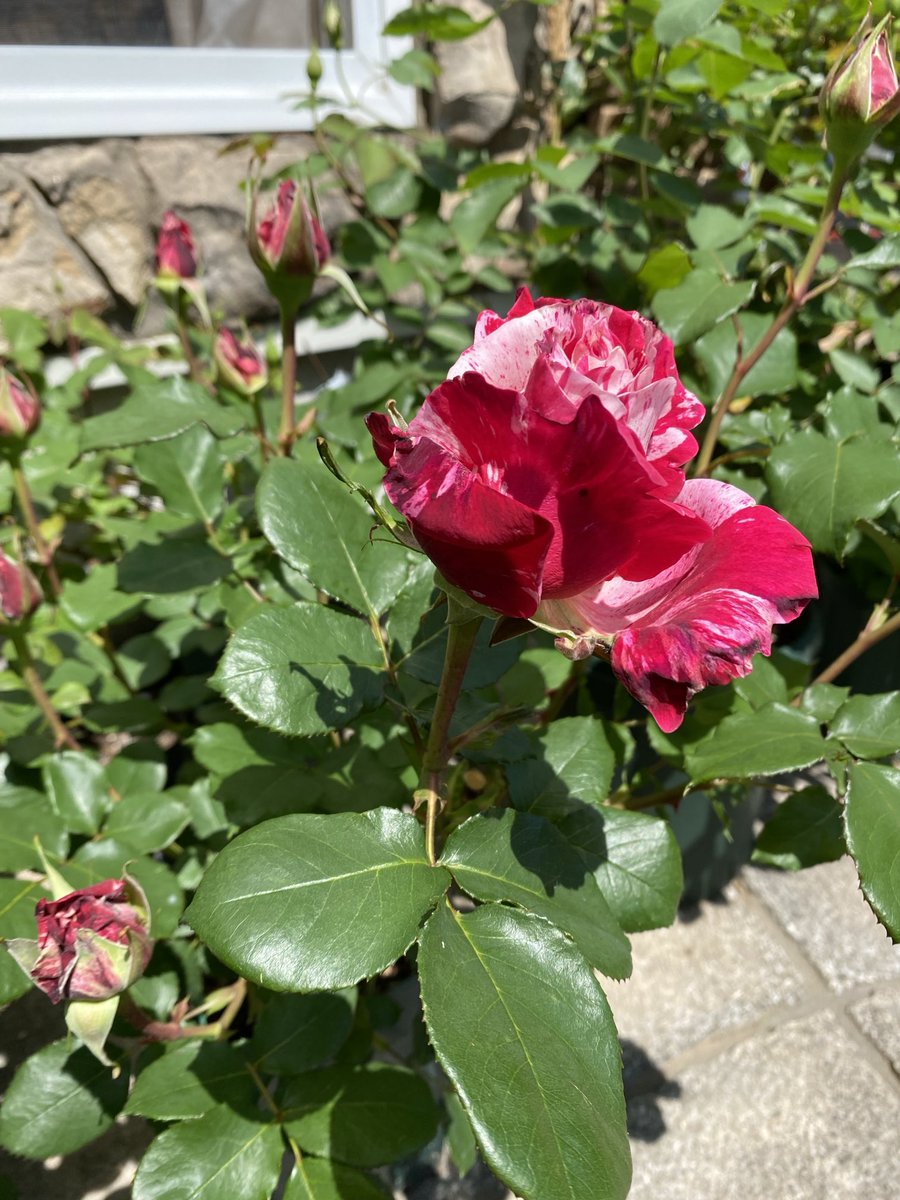 namipe1104's tweet photo. わが家で一番最初に咲いたバラは
クレイジートゥでした🌹
他のバラもがく割れしてきた！
開花が楽しみ。
#crazytwo
#lilas
#バラ https://t.co/rh2dZMiumZ