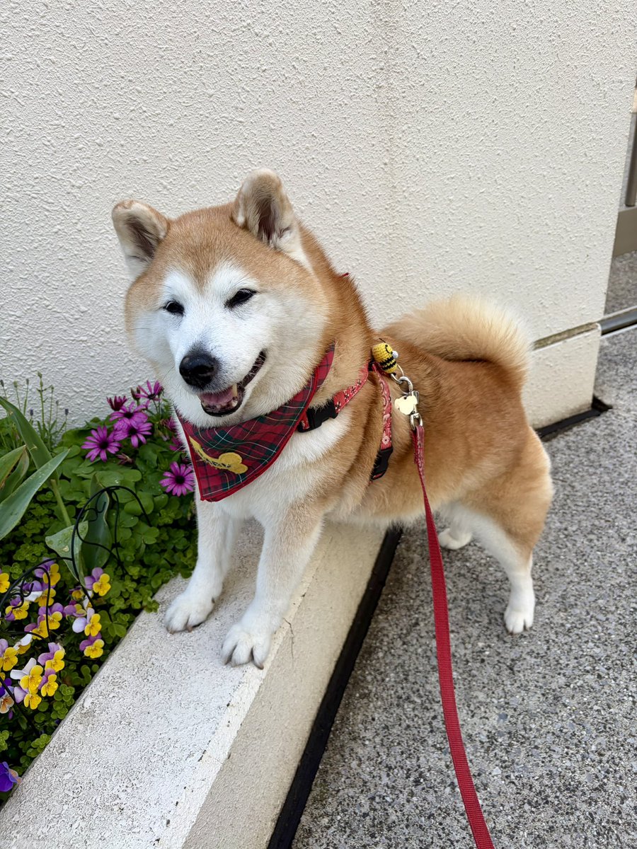 祥&柴犬のまるちゃん tweet media