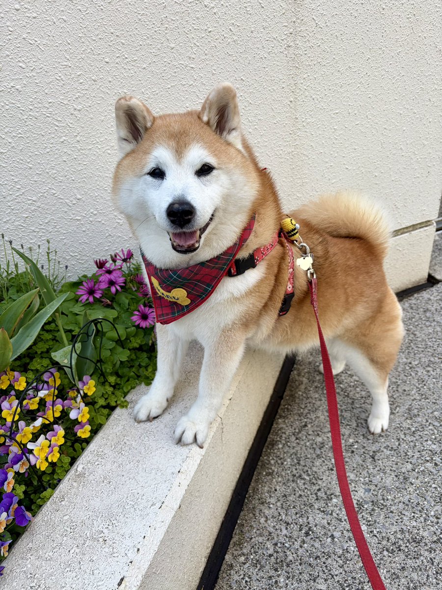 祥&柴犬のまるちゃん tweet media