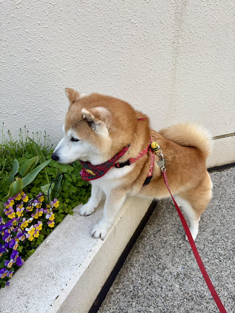 祥&柴犬のまるちゃん tweet media