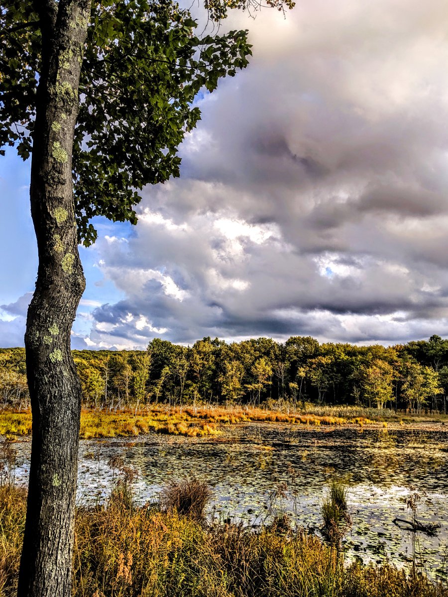 GSteffanos's tweet image. Crooked tree, marsh and beaver pond, Marino Pond, Plymouth, Connecticut. September 9, 2019, 6:04 PM.

#hiking #photography #outdoors #landscapephotography #nature #Connecticut #summer #forest #marsh #pond #summertime