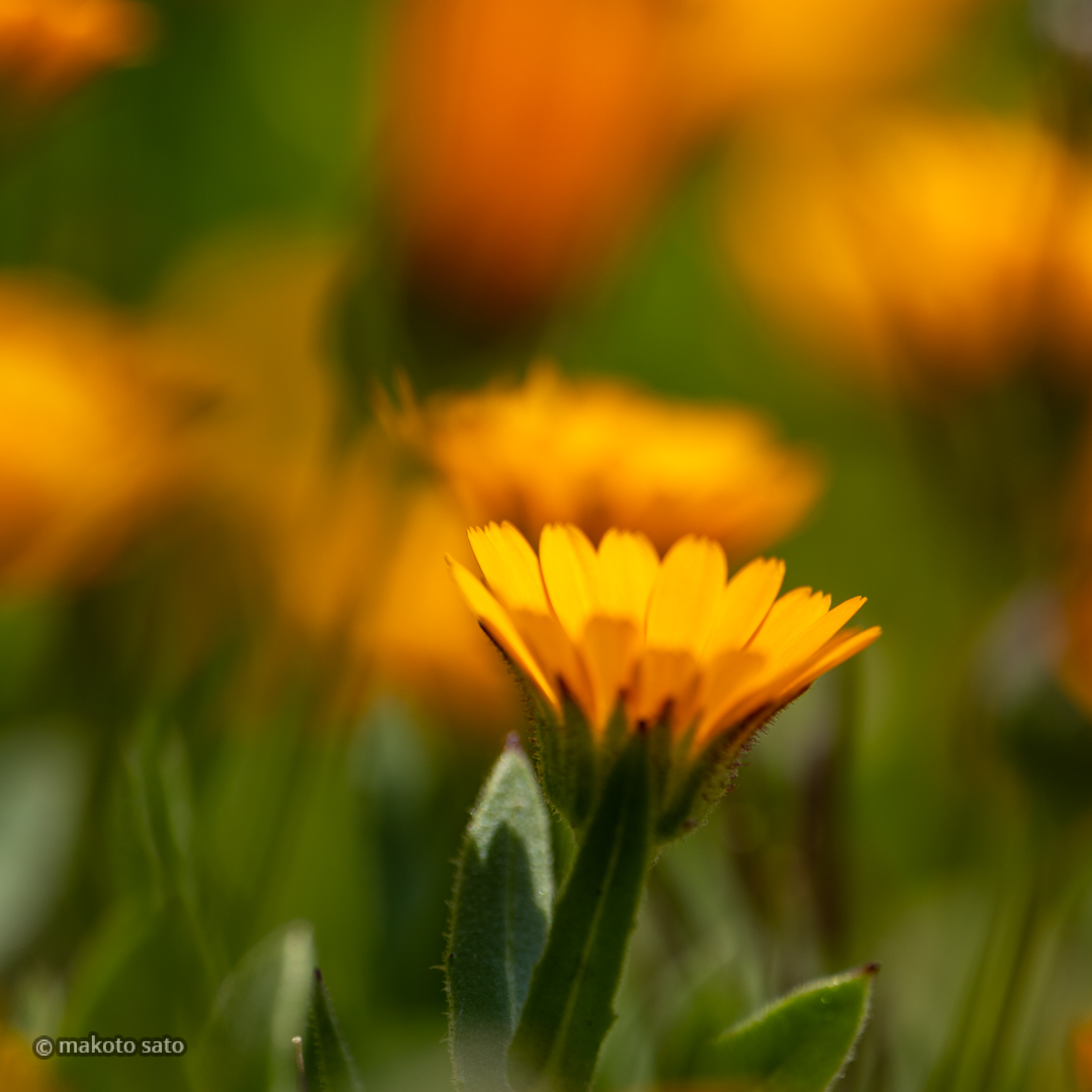 makotosatojp's tweet image. 幻影
#photo #photography #ファインダー越しの私の世界 #写真好きな人と繋がりたい
