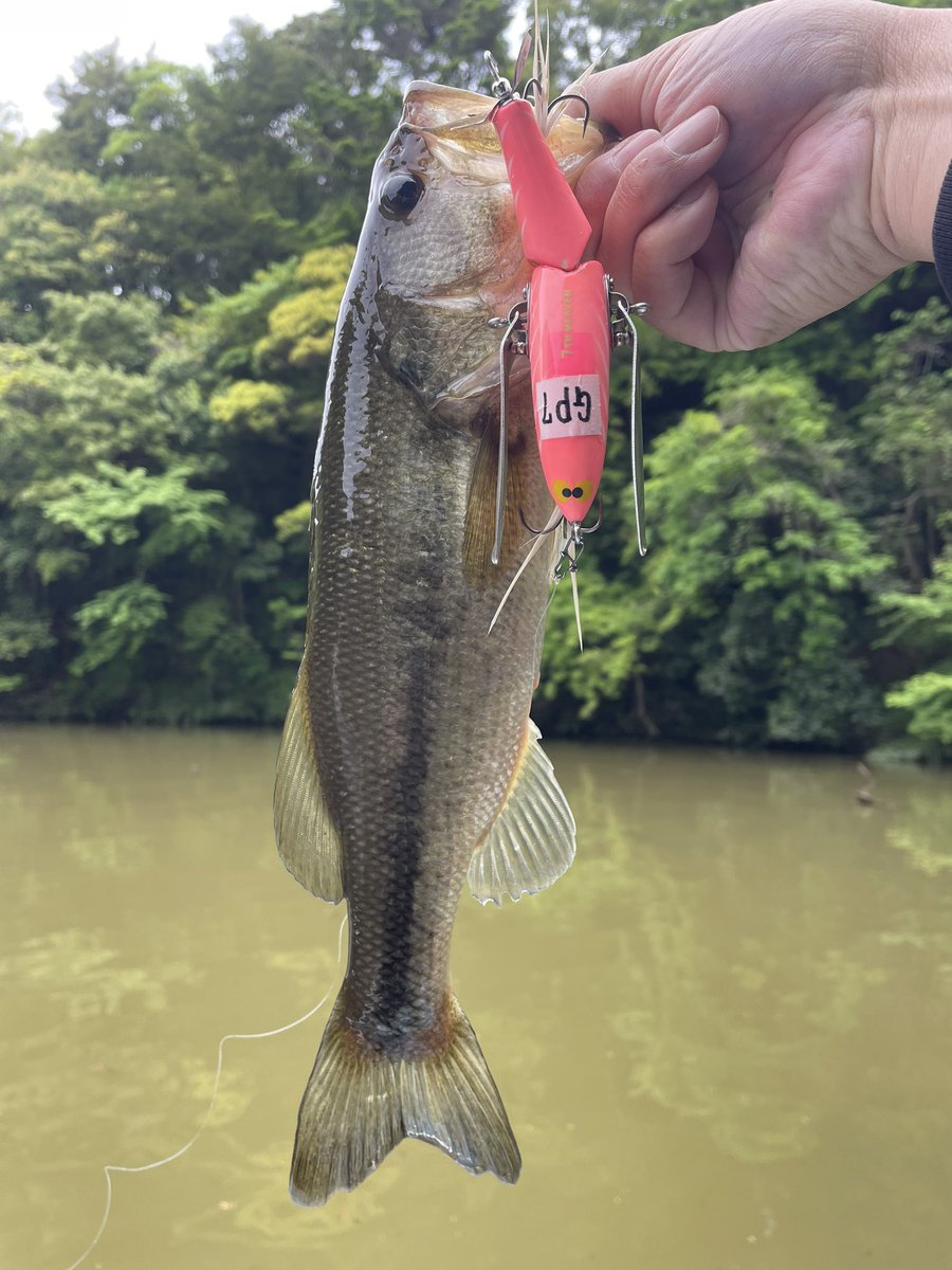 えにぐま tweet media