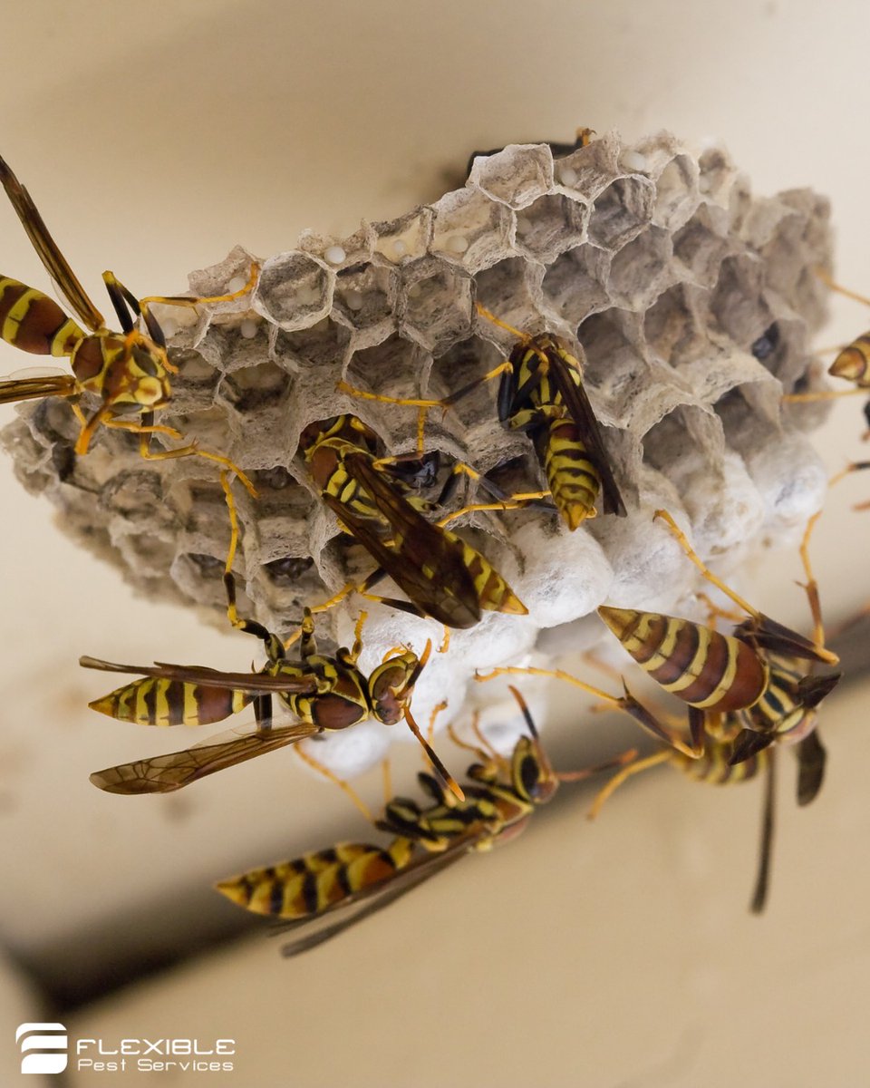 FlexibleService's tweet photo. Flexible Pest Services offers professional pest and wasp control, plus thorough inspections to catch issues early before they turn into bigger problems. If you are seeing increased activity around eaves, patios, trash areas, or entry points, it is a good time to get ahead of it. https://t.co/BfO8tSXnb0