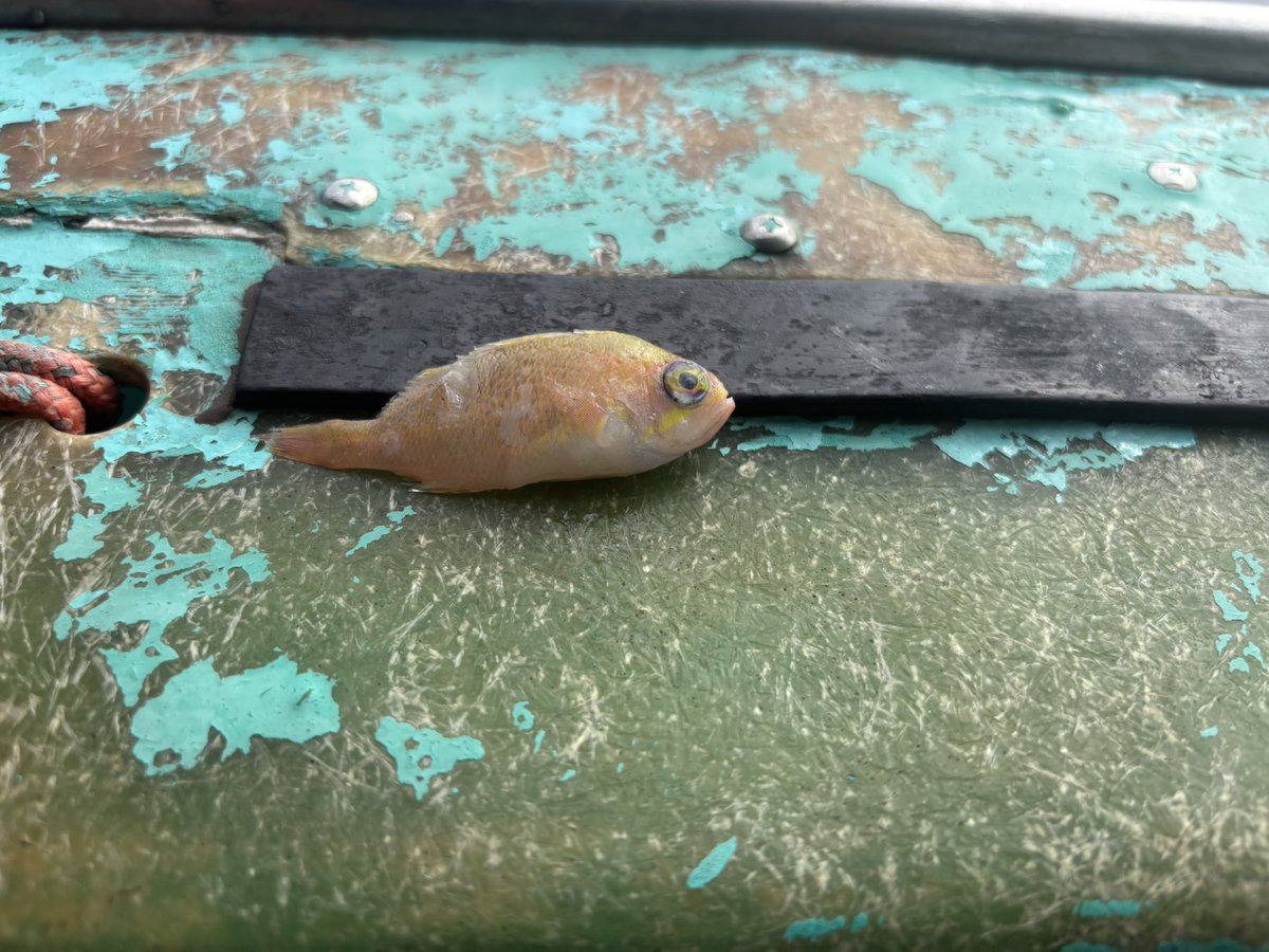今のゲボ
#深海魚
#深海ゲボ