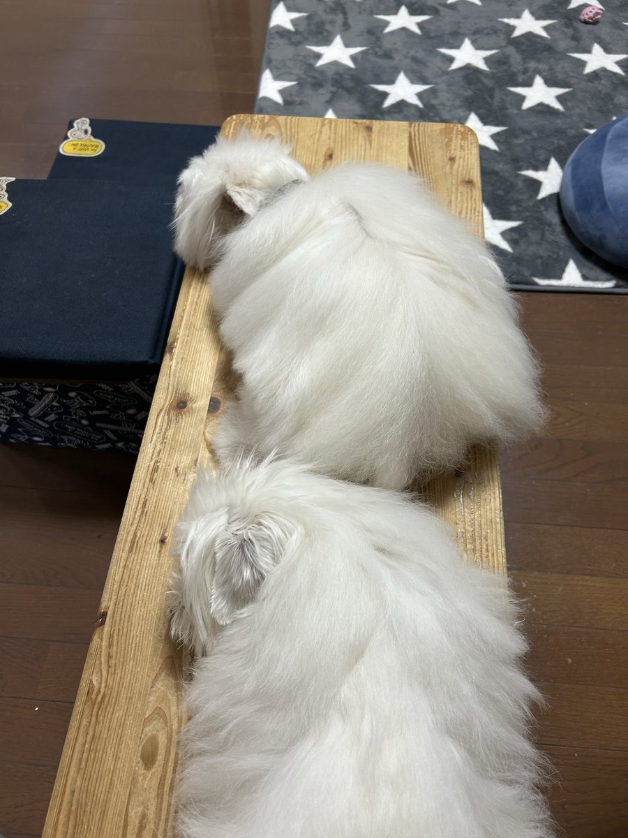 ハルくん tweet media