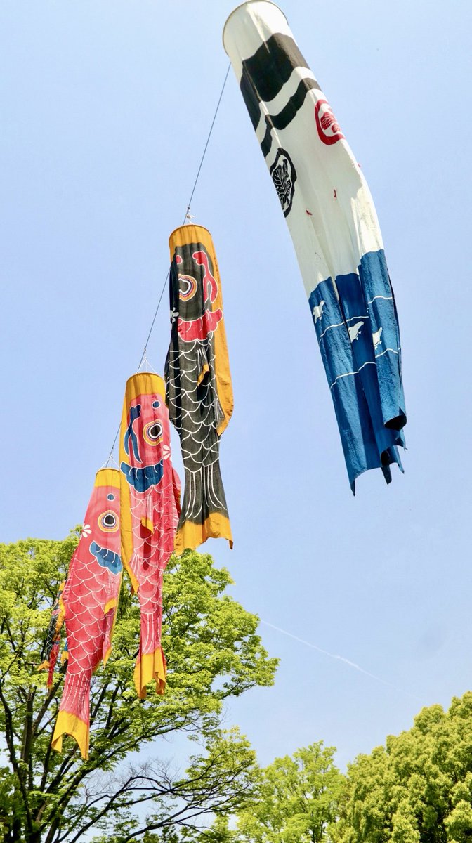QJo6JBllW1iMHtf's tweet image. 鯉のぼり🎏 

青天を渡る

風吹けば
空を泳げる
命あり
青の彼方に
願いのぼりて

#CanonEF-S55-250IS STM
#Lightroom
#白鳥庭園

縦位置の為タップしてﾈ🙏

　　　　　🎏
渾身の一枚📸？