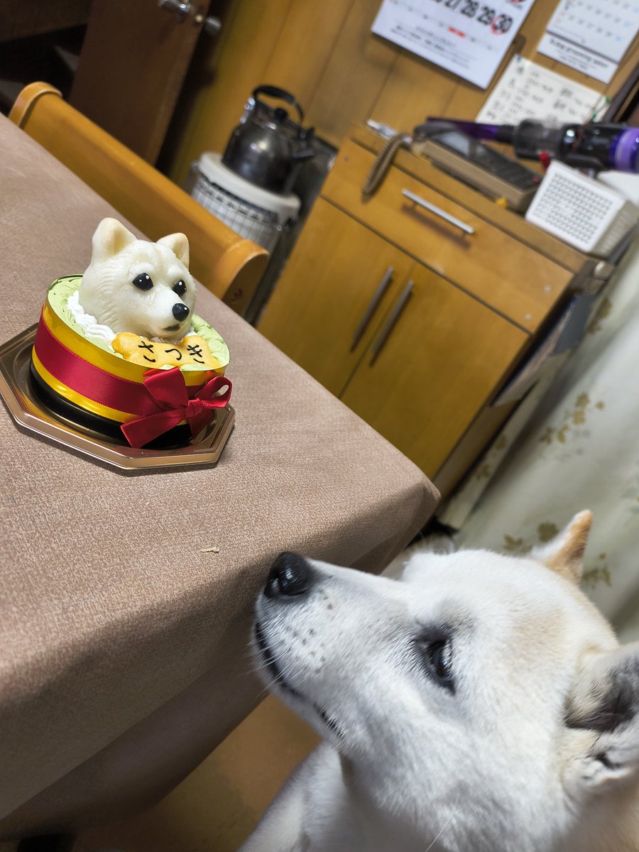 柴犬さつき tweet media