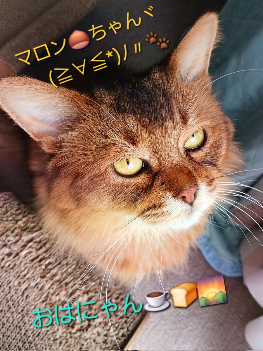 マロン🌰🐾クリ～ム🍨❄☃️🐾 tweet media