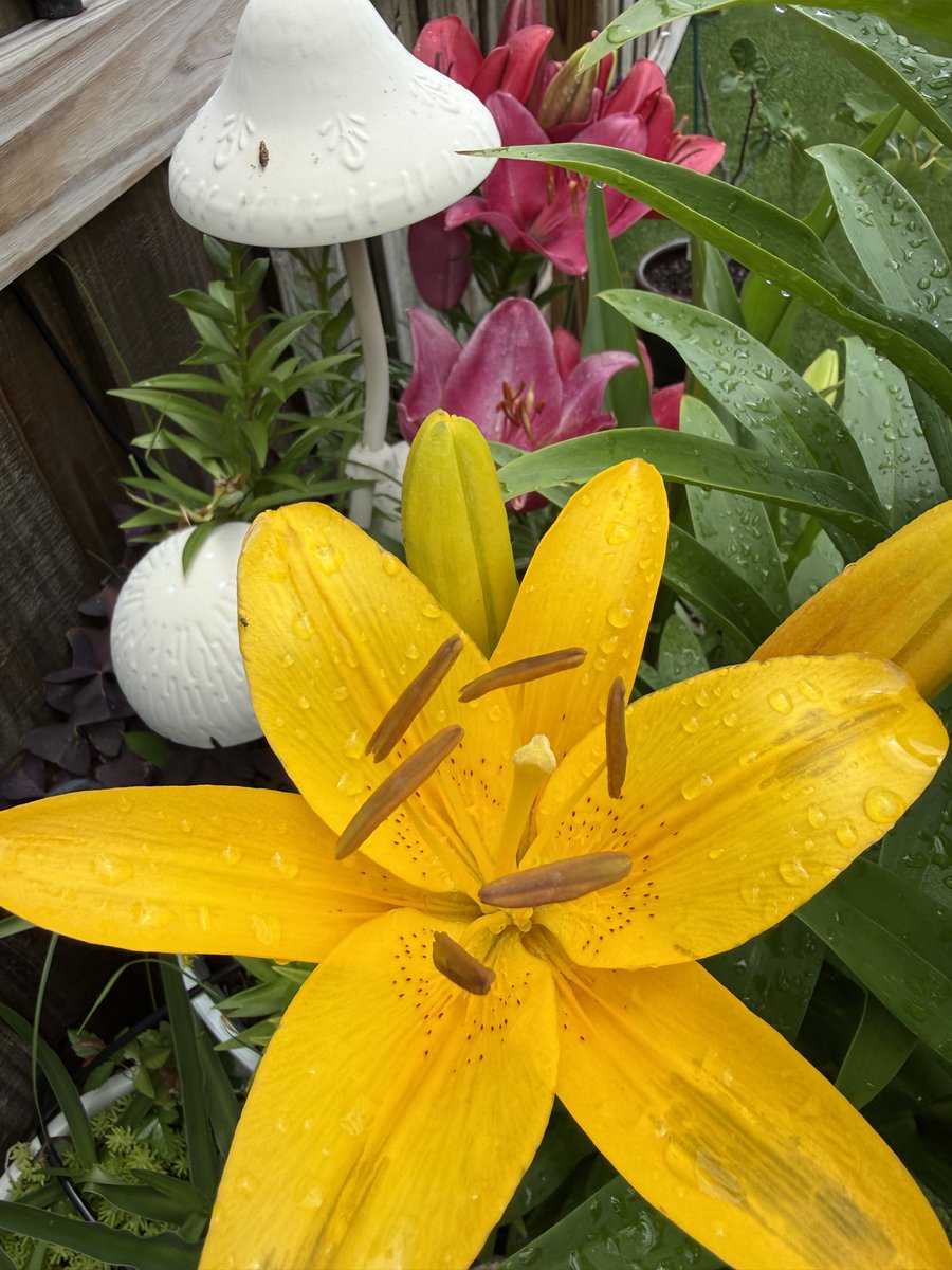 Charlie_462's tweet photo. More colors from the garden 🪴 https://t.co/caqjPFzGjF