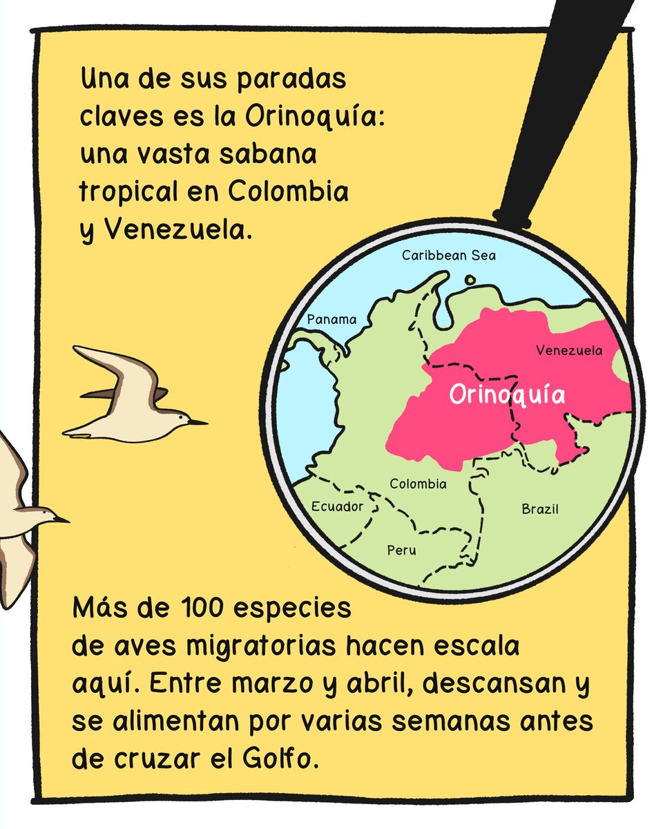 TNC Latinoamérica tweet media