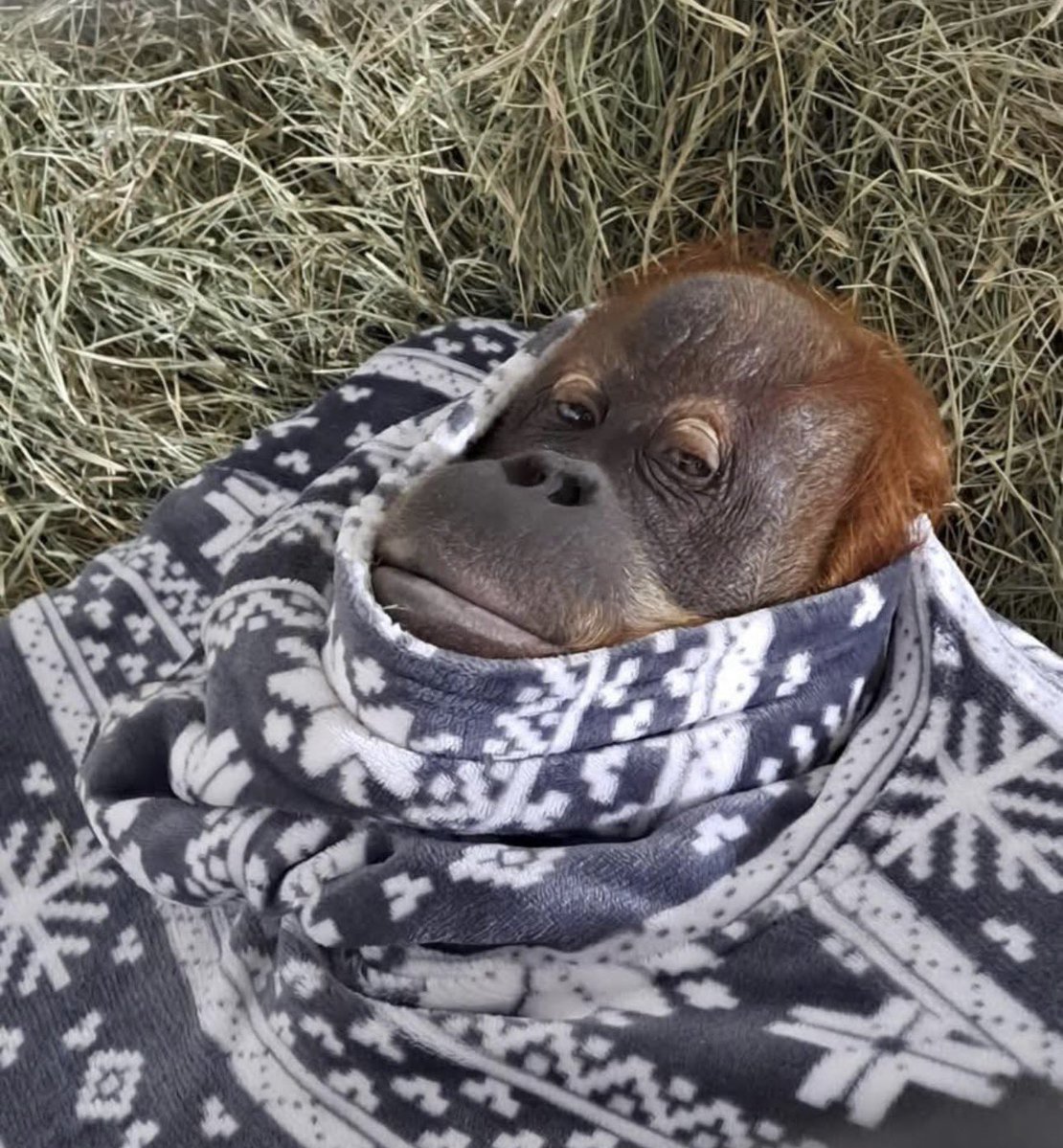 Apetimus Primate tweet media