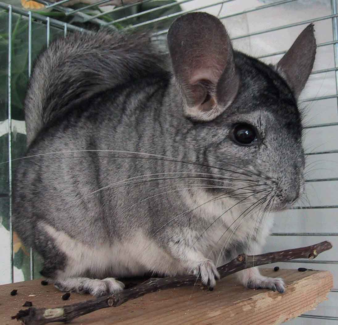 Chinchilla Every Hour (and a half) tweet media
