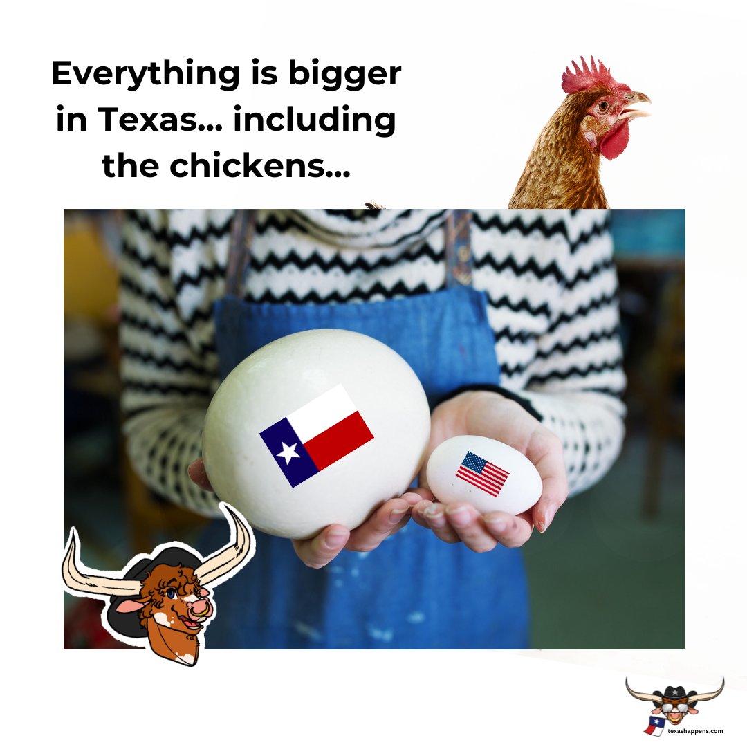 TXHappens's tweet image. Y'all now thats a Texas chicken 🤠🤠🤠😂😂😂  #texas #chickens #bigeggs