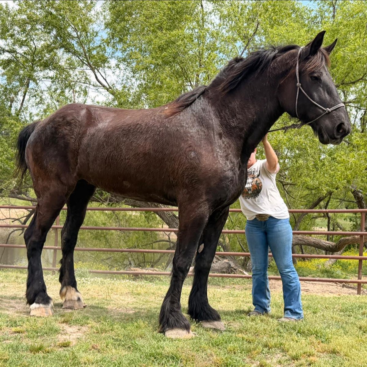 NovitasResale's tweet image. @gawrgura Gura, I’ve been trying to save this horse for 10 hours straight. She's in a kill pen, ships out Monday. We have a safe home for her, just need help with the rescue funds. If you can’t donate, please share. #SaveFreedom #HololiveEN #Chumbuds
x.com/NovitasResale/…