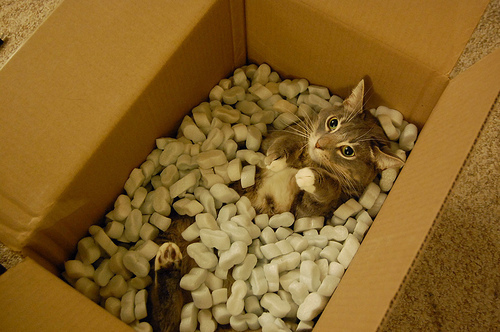 Ruled By Cats tweet media