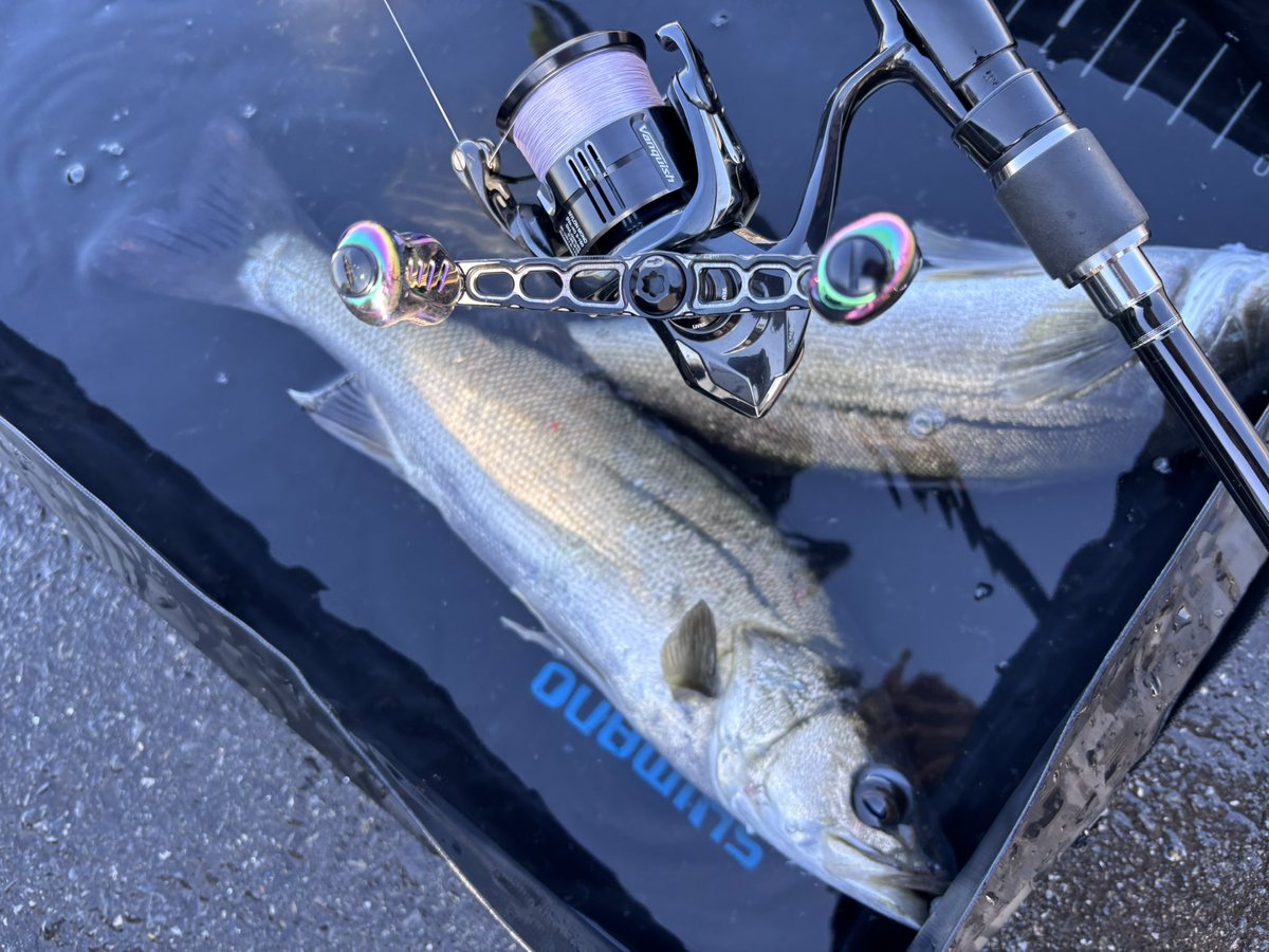 Angler_k11's tweet photo. 前日短時間で消化不良の分を解消
元気なチーバス達がいっぱい遊んでくれました🐟💥

#GOSEN
#PR https://t.co/iMx9h6GEOf