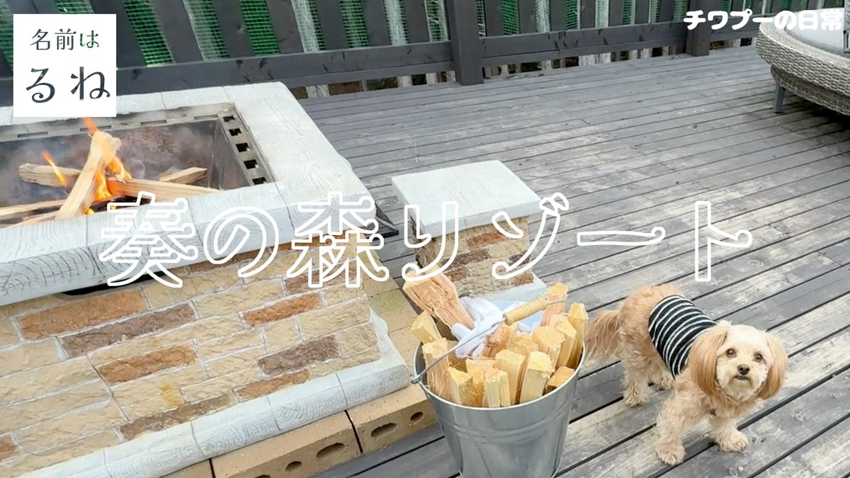 lune_0916's tweet photo. チャンネル登録お願いします！→【チワプー】伊豆の自然の中で愛犬と一緒にグランピング【グランピング】 https://t.co/a8DSC00vkZ https://t.co/u5vZgpzCOV