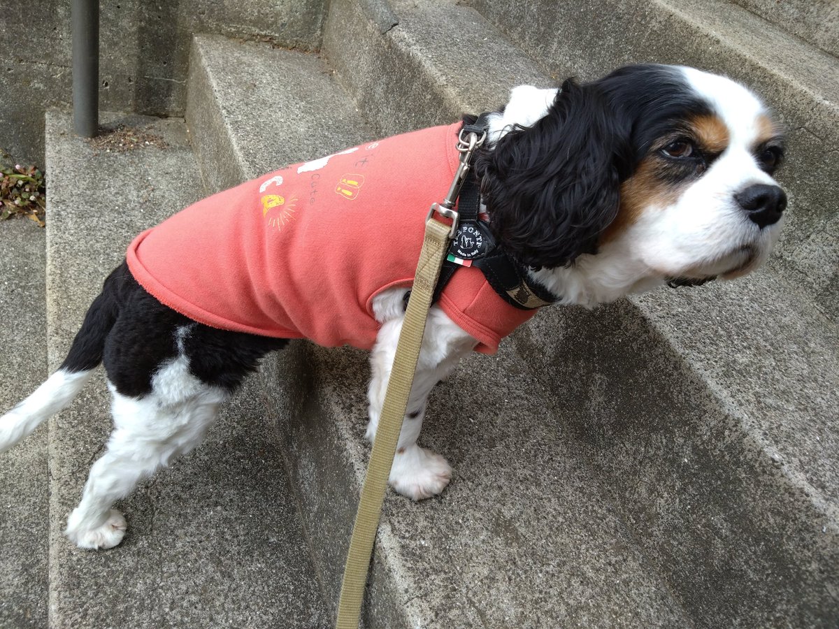 エル子🐶 tweet media
