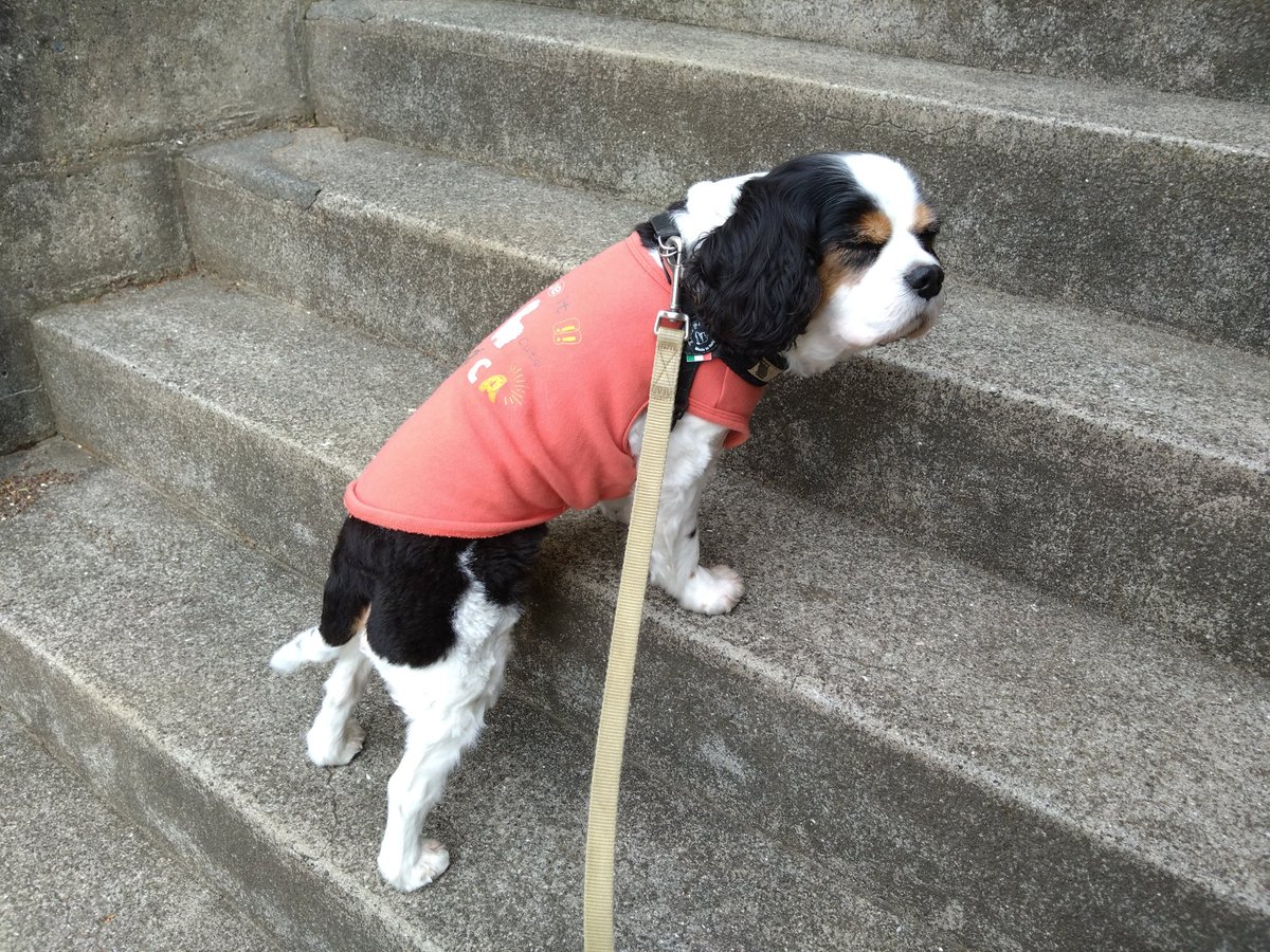 エル子🐶 tweet media