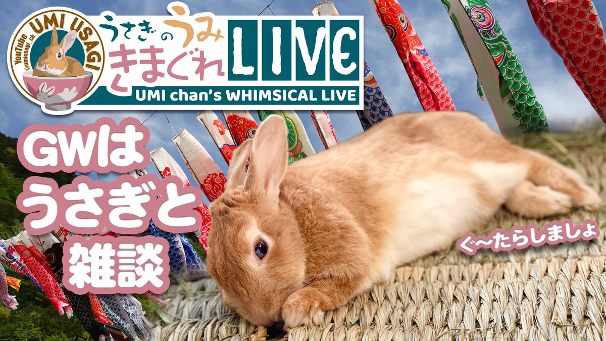 TikTokライブ　非売品うさぎ TikTokライブ　非売品うさぎ