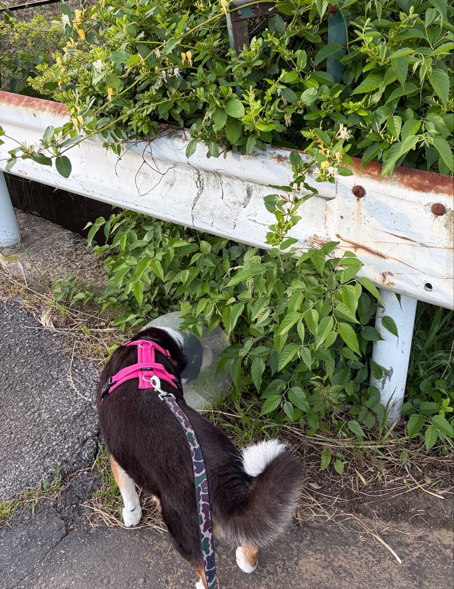 vegelovecat's tweet image. おはよー
5:15出発早朝散歩 雑木林方面選び後半遠回りして80分3.6キロ あちこちでスイカズラの甘い香りに包まれ幸せ
昨夜は2人 十割蕎麦茹でてぶっかけ蕎麦 レタス大葉ネギきゅうり焼いた油揚げキムチ納豆 だし醤油味醂甜菜糖のてきとーつゆ
パイナップルジン
 #vegan #ヴィーガン #保護犬を家族に