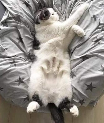 The Cats 𝕏 tweet media