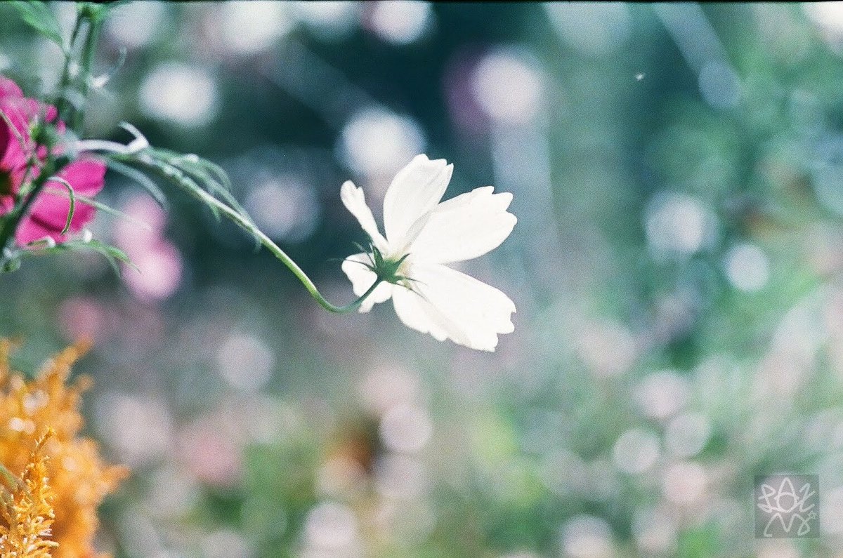 Laxmi777's tweet image. おはよ。
またイヤホンを洗濯しちまったあにちよ。

Praktica FX2  1956GDR
aus JENA DDR S 135/3.5
Fuji Venus400 期限切れフィルム
#film #filmphotography #filmcamera #チャンプカメラ #フィルム写真 #フィルムカメラ